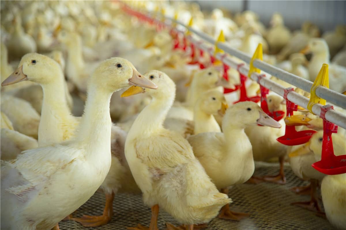 Slimme veehouderij mogelijk maken met RFID-technologie