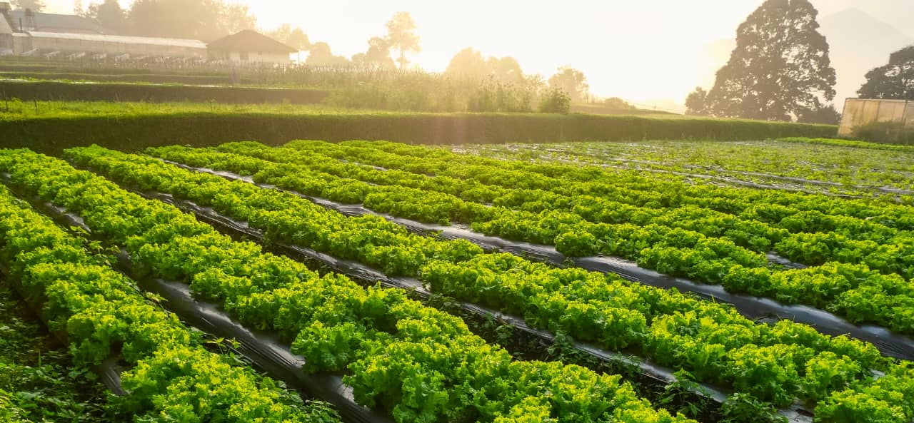 RFID in slimme landbouw: van UHF RFID-modules tot stickers voor het volgen en onderhouden van machines.