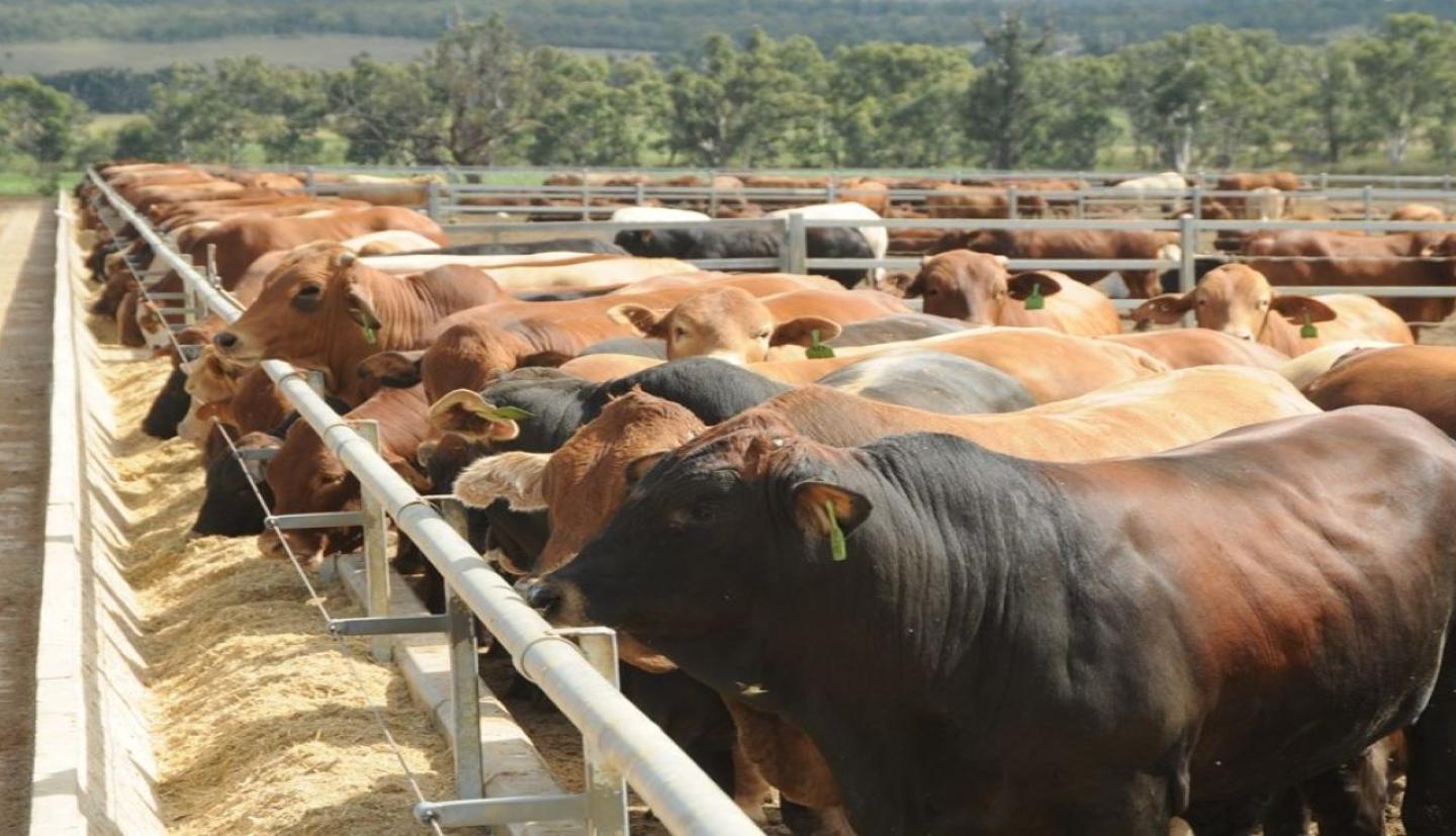 Hoe werken RFID-tags voor vee? Een complete gids voor identificatie en traceerbaarheid van vee.